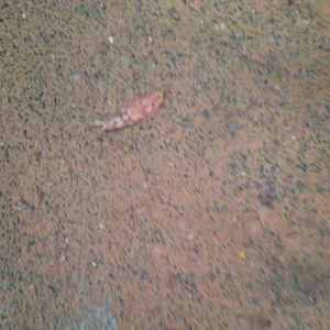 Meet your Posher, Holly